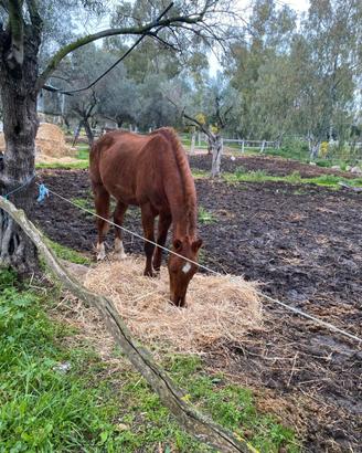 Cavallo Sella Italiana