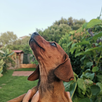 Bassottino Kaninchen