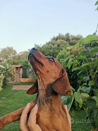 Bassottino Kaninchen