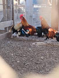 Galline phoenyxs