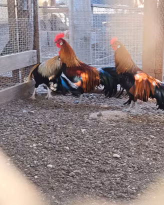 Galline phoenyxs