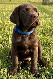 Cuccioli Labrador retriever Chocolate con pedigree