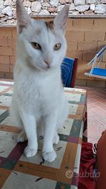 Bignè.un gatto fatto a cane