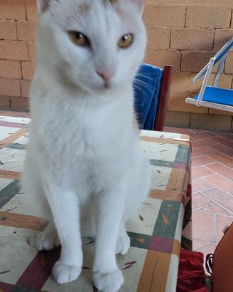 Bignè.un gatto fatto a cane