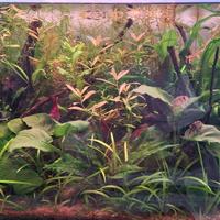 Potature e piantine acquario 