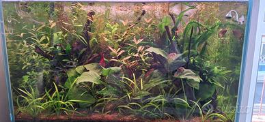 Potature e piantine acquario 