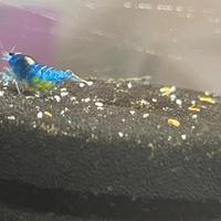 Neocaridine blue dream