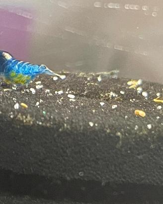 Neocaridine blue dream