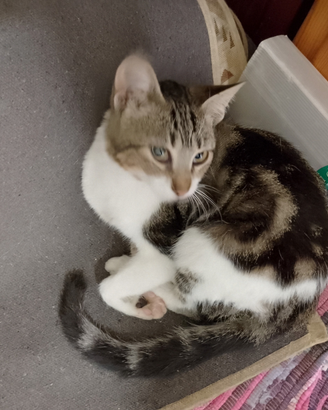 Regalasi Gatti