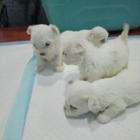 Maltese coreano mini toy