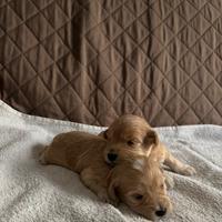 Maltipoo