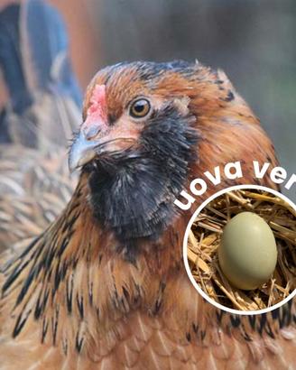 C.e.r.c.o. gallina olive egger