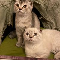 Gatti Scottish fold