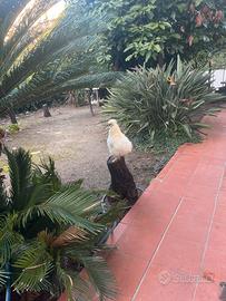 Gallo Moroseta regalato