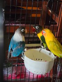 Inseparabili