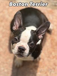 Boston Terrier cuccioli maschi
