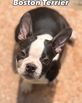 Boston Terrier cuccioli maschi