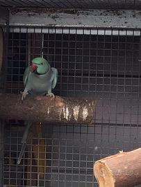 Parrocchetti dal collare