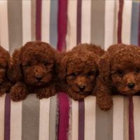 Barboncino nano rosso cucciolo