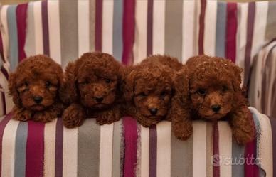 Barboncino nano rosso cucciolo