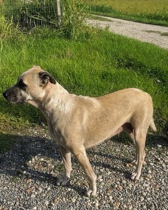 Adozione cagnolina-appello urgentissimo