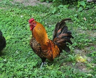 Galline nane ornamentali bantam