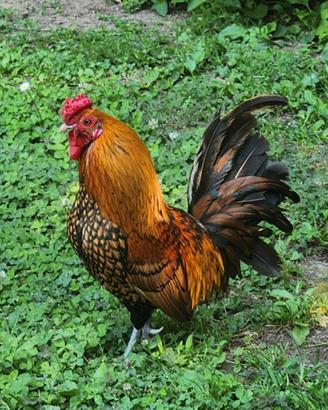 Galline nane ornamentali bantam