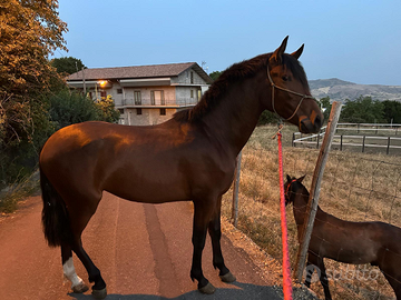 Cavallo andaluso