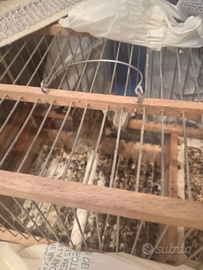 Incardellato di passata