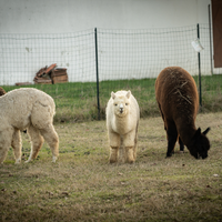 Alpaca maschi e femmine