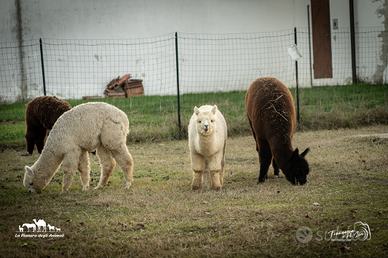 Alpaca maschi e femmine