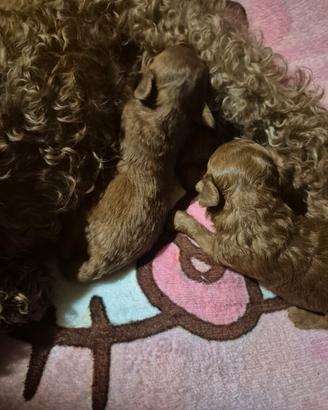 Stupendi cuccioli barboncino toy red