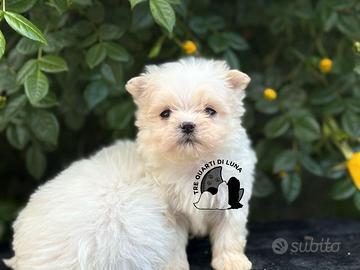 Maltese Disponibile trequartidiluna