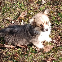 Welsh corgi pembroke