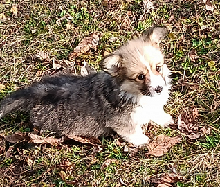 Welsh corgi pembroke