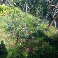 Albero di ulivo di 5 anni pronto per espianto 
