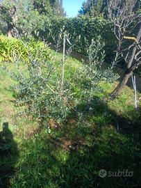 Albero di ulivo di 5 anni pronto per espianto 