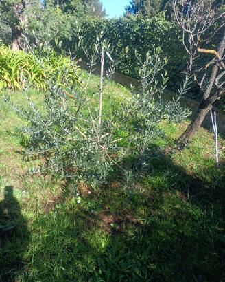 Albero di ulivo di 5 anni pronto per espianto 