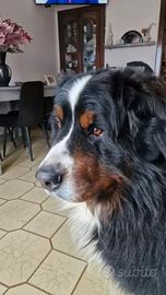Bovaro del bernese per monta