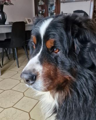 Bovaro del bernese per monta