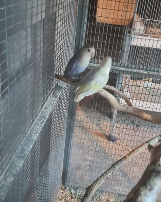 Inseparabile