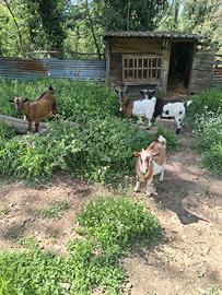 Caprette capre tibetane