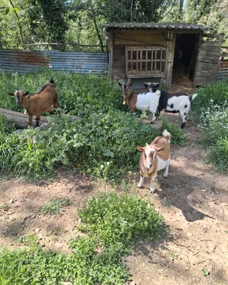 Caprette capre tibetane