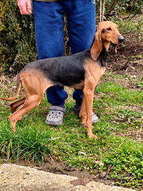 Segugio italiano femmina