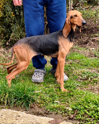 Segugio italiano femmina