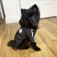 Pomerania tk nero femmina