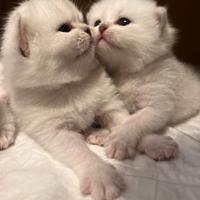 Scotisch maschi e femmine