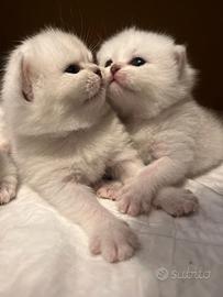 Scotisch maschi e femmine