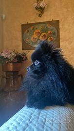 ACCOPPIAMENTO/MONTA spitz di Pomerania