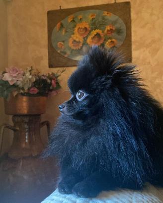 ACCOPPIAMENTO/MONTA spitz di Pomerania